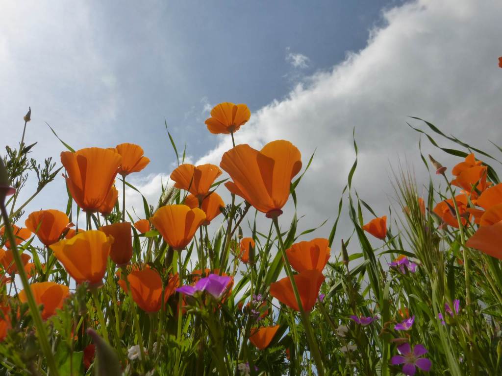 Plant of the Month: the California Poppy